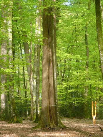 Rangées de grands chênes feuillus dans une forêt de la vallée du Loir