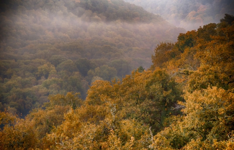 La brume inonde la forêt de Brocéliande en Bretagne