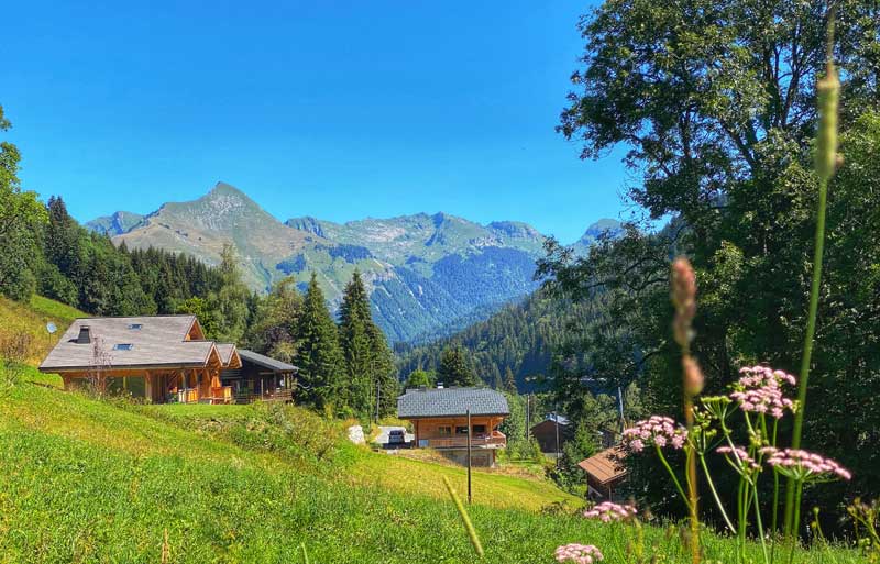 Ciel bleu, campagne verdoyante riche en fleurs alpines en été aux Gets