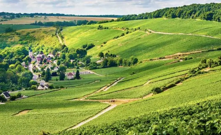 Le vignoble champenois de Picardie