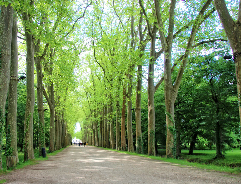 De très grands arbres bordent une allée majestueusement large qui mène au château de Chenonceau