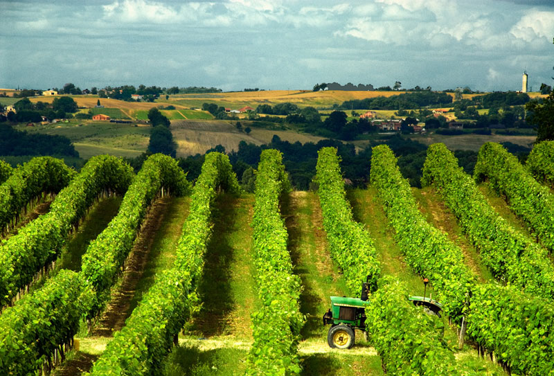 Vignes poussant sur les coteaux de Gascogne