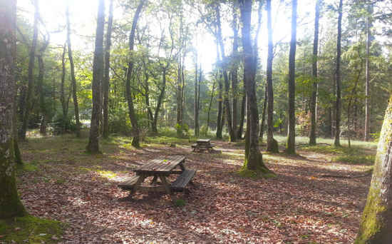 forêt de Mervent