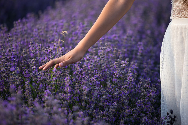 Une femme se promène dans un champ de lavande, effleurant les pleines fleurs avec sa main tendue