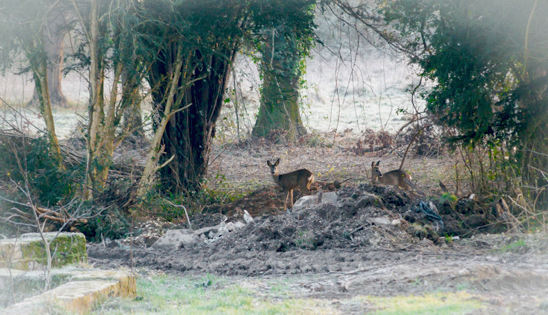 château-le-cerf-mungo