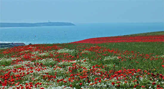 coquelicots de la côte d'opale