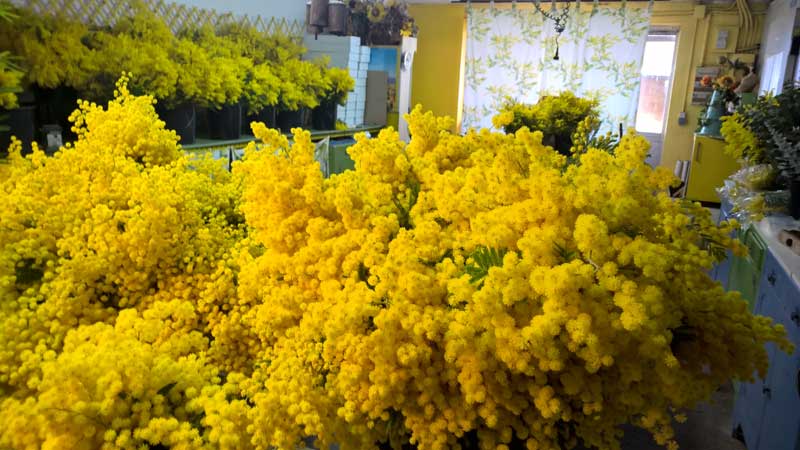 D'énormes bouquets de fleurs de mimosa coupées dans un magasin près de Grasse, Provence