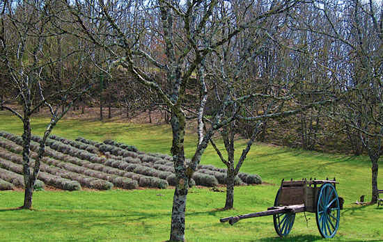 lavande france