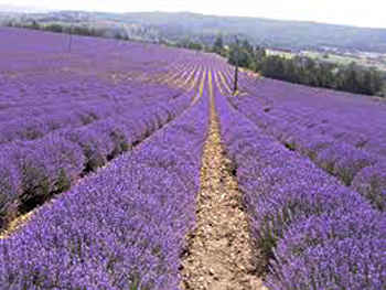 lavande provençale