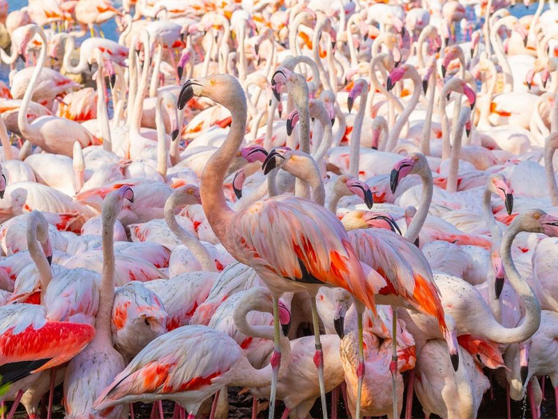 Une volée de flamants roses, Camargue