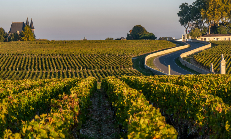 Route des Châteaux, Vignoble en Médoc