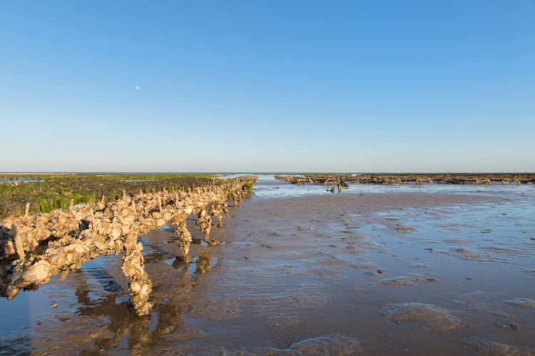 Les bancs d'huîtres de l'Ile de Ré