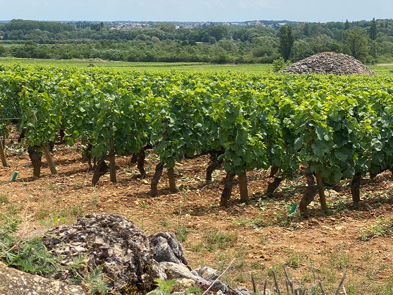 Les trésors de Bourgogne classés à l'UNESCO