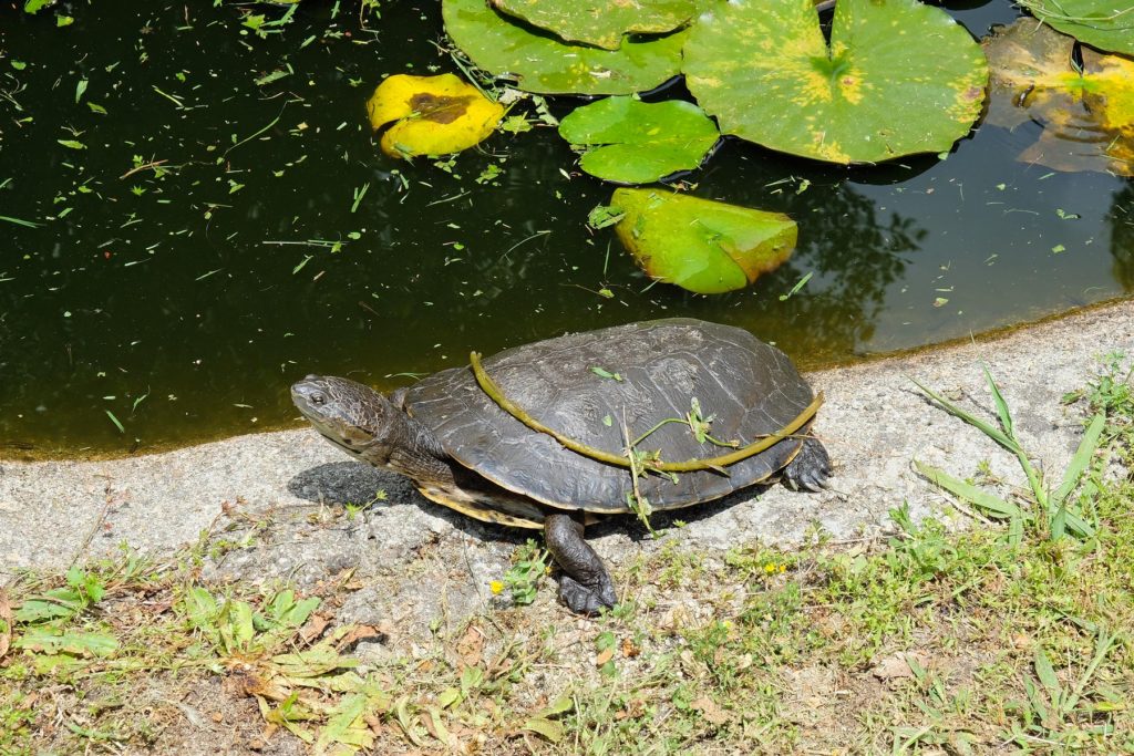 Les installations du parc offrent un aperçu rare du mode de vie et des habitudes des tortues et des tortues.