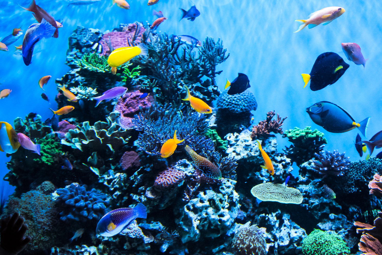 Aquarium en France, à visiter