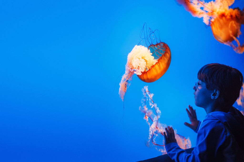 L'Aquarium de La Rochelle, méduse