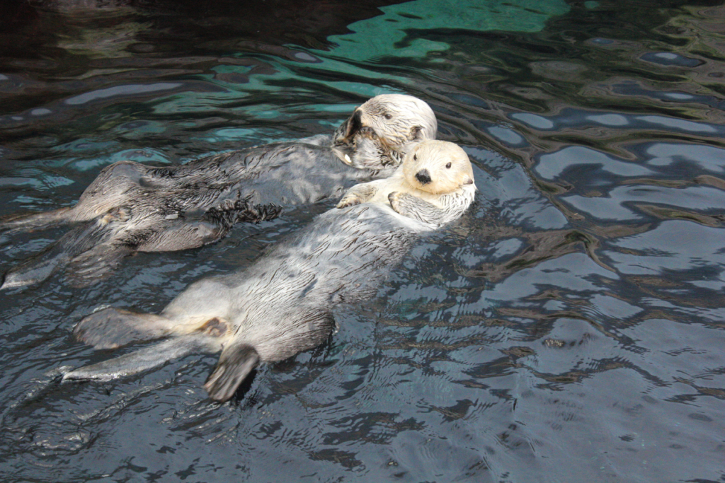 Loutres de mer à l'aquarium Océanopolis, situé à Brest en Bretagne