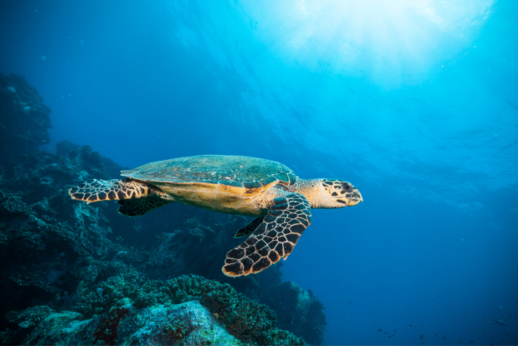 L'Aquarium de Saint-Malo et ses tortues marines