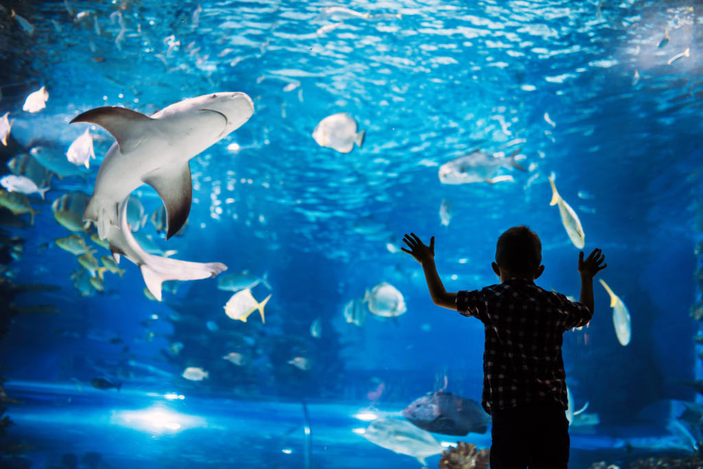 Seaquarium du Grau-du-Roi et ses requins