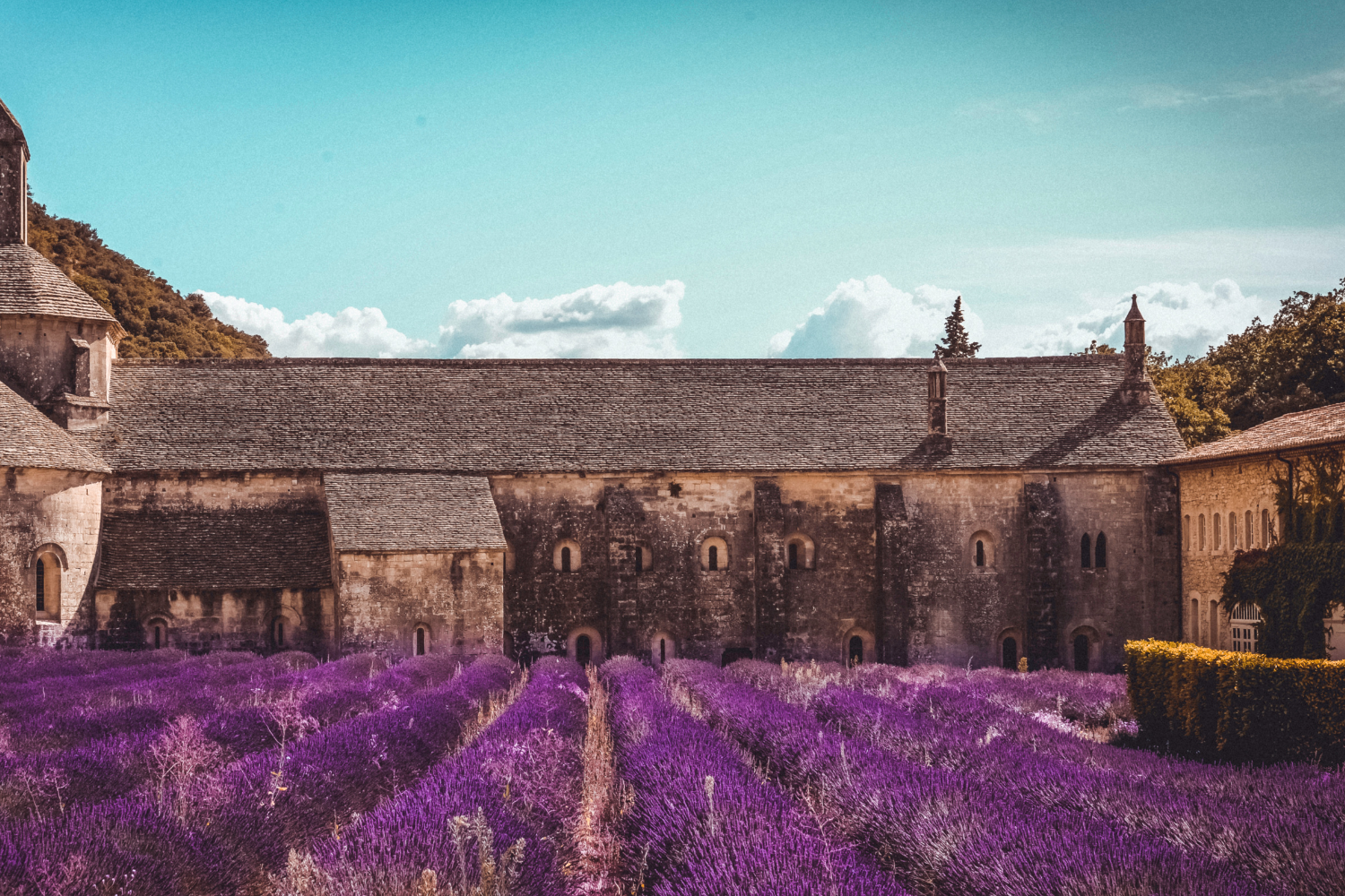 champ de lavande et village provencal