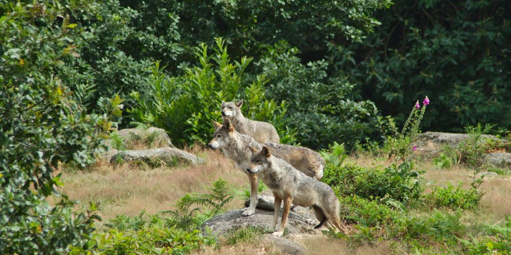 Les Loups de Chabrières, parc animalier dans la ville de la Creuse, Guéret