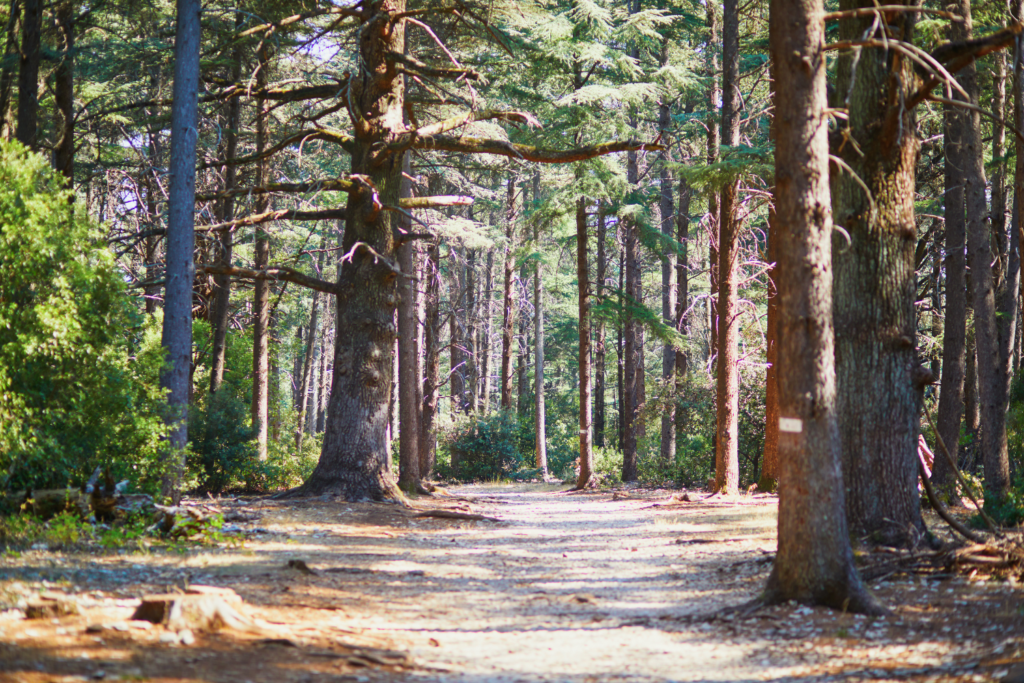 Que faire dans le Luberon : Forêt des Cèdres