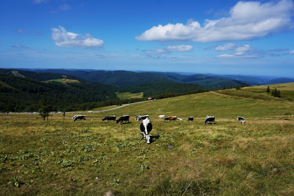 Que faire dans les Vosges, Le Massif du Hohneck