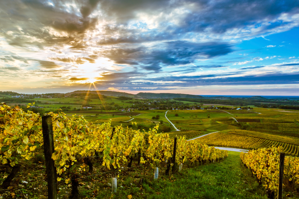 Que faire dans le Jura : La Route des Vins du Jura