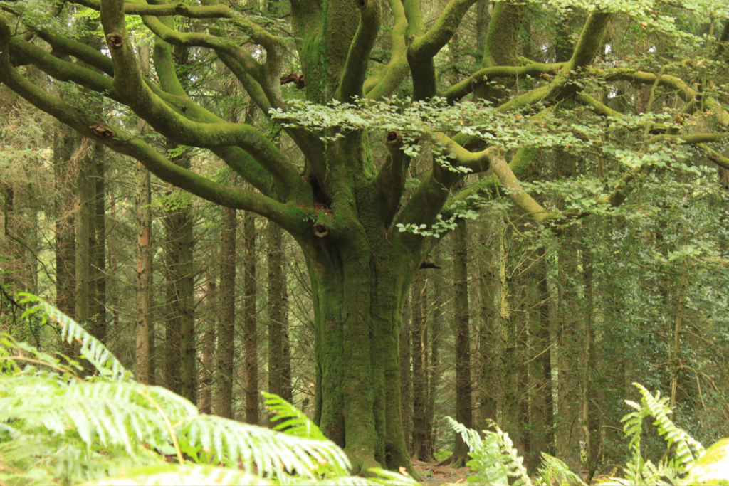 plus beaux espaces naturels de Bretagne, Forêt de Brocéliande