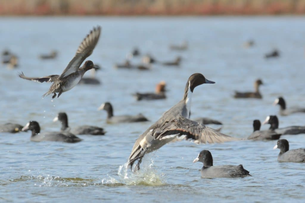 Parc naturel régional du Golfe du Morbihan, Observation des oiseaux à la réserve naturelle des marais de Séné