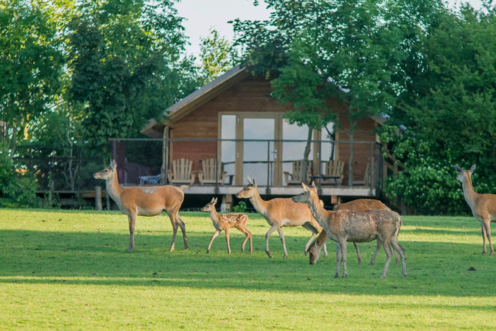 Que faire dans les Vosges, Le Parc Animalier de Sainte-Croix