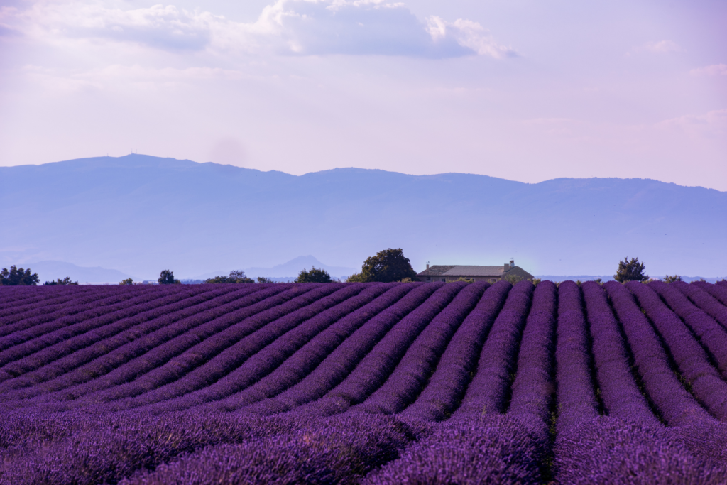 Que faire dans le Luberon : Musée de la Lavande